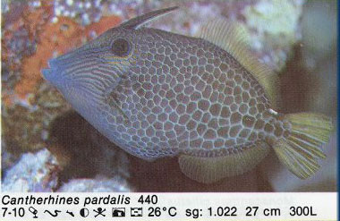 Cantherhines pardalis
